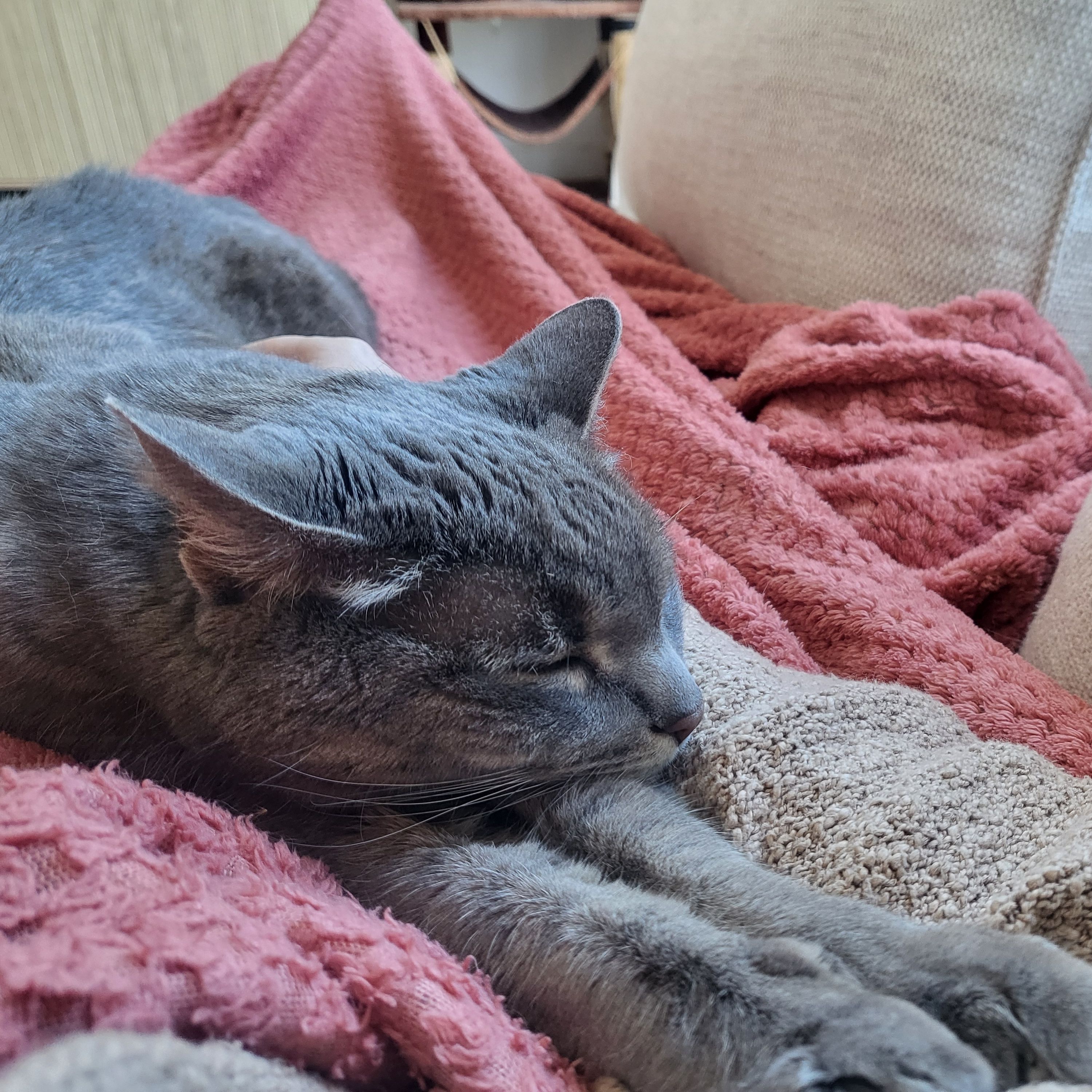 Cleo