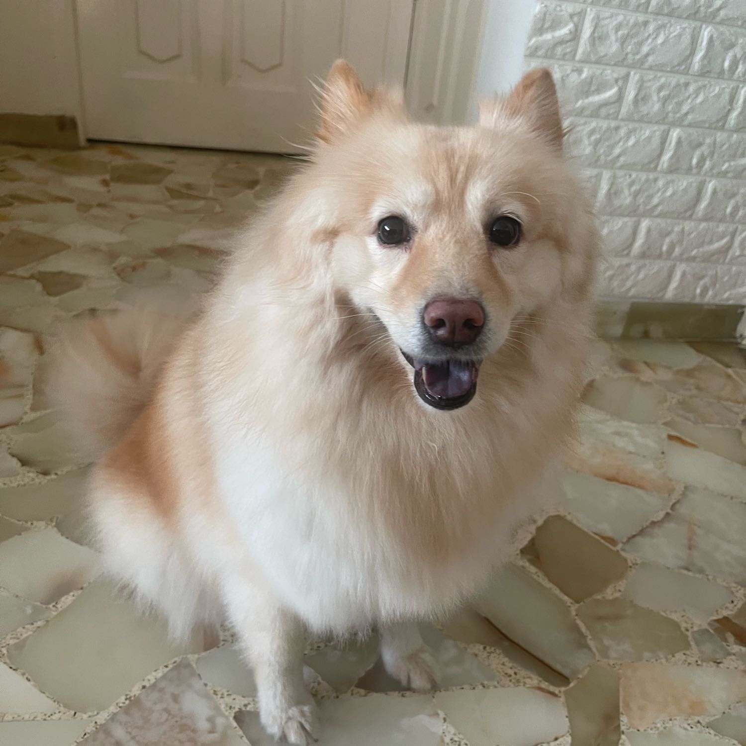 Diva
