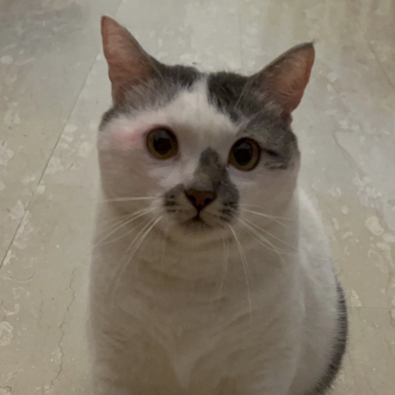 Chula