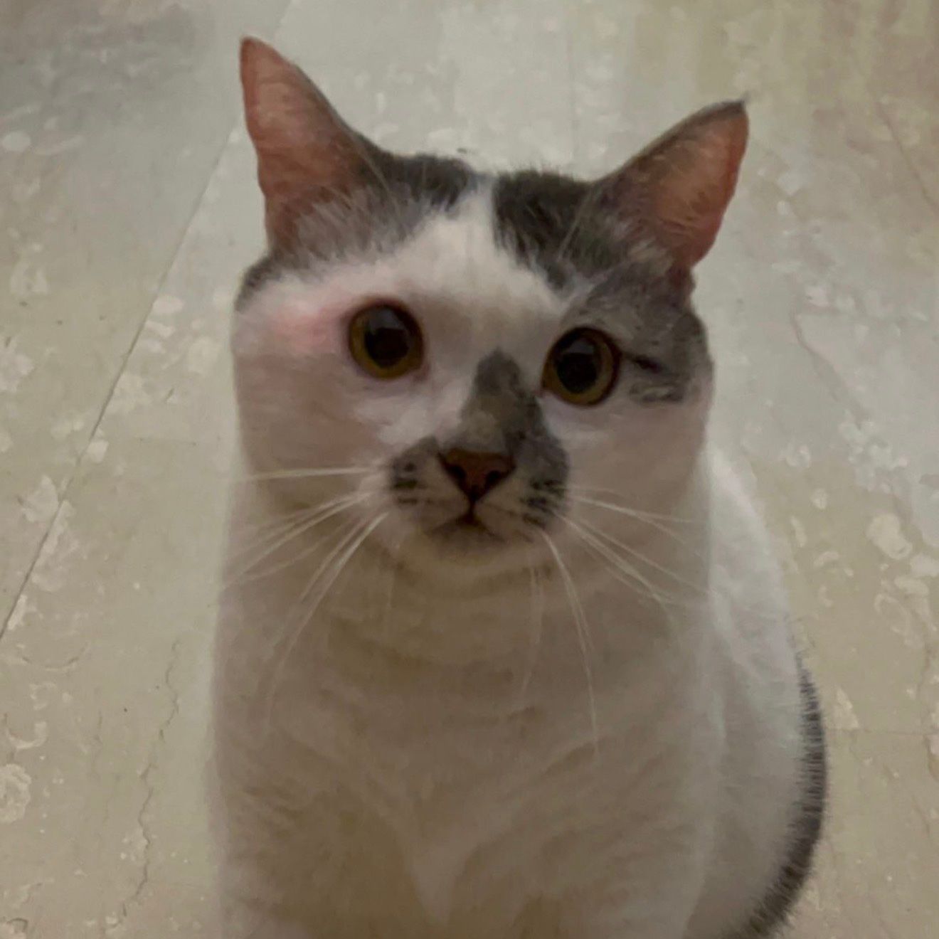 Chula