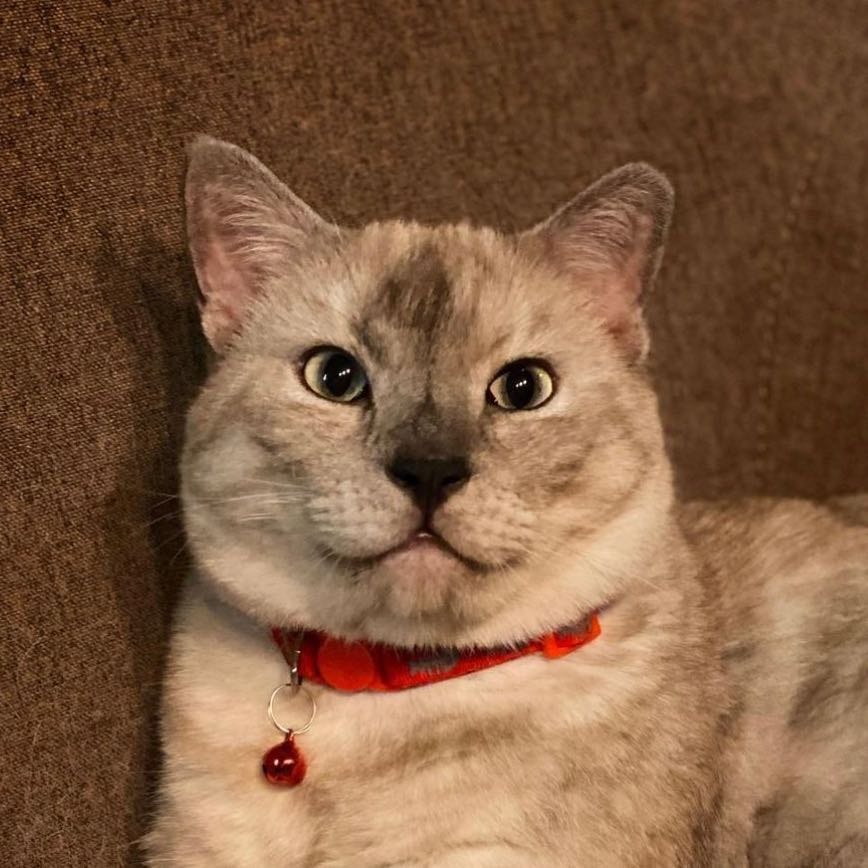 LEO