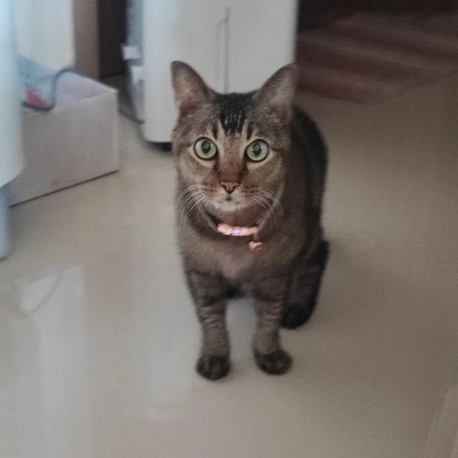 Kitty 