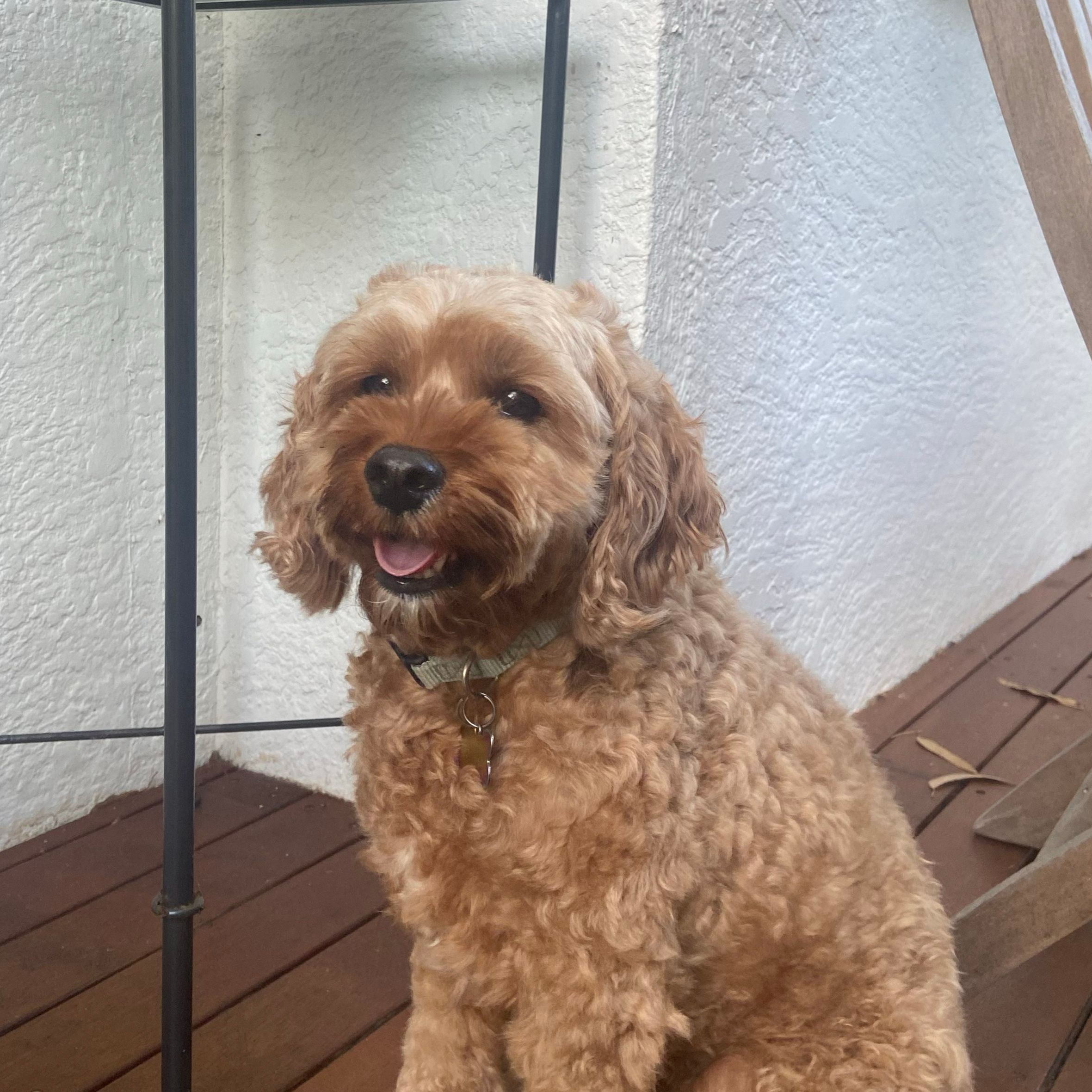 Gus