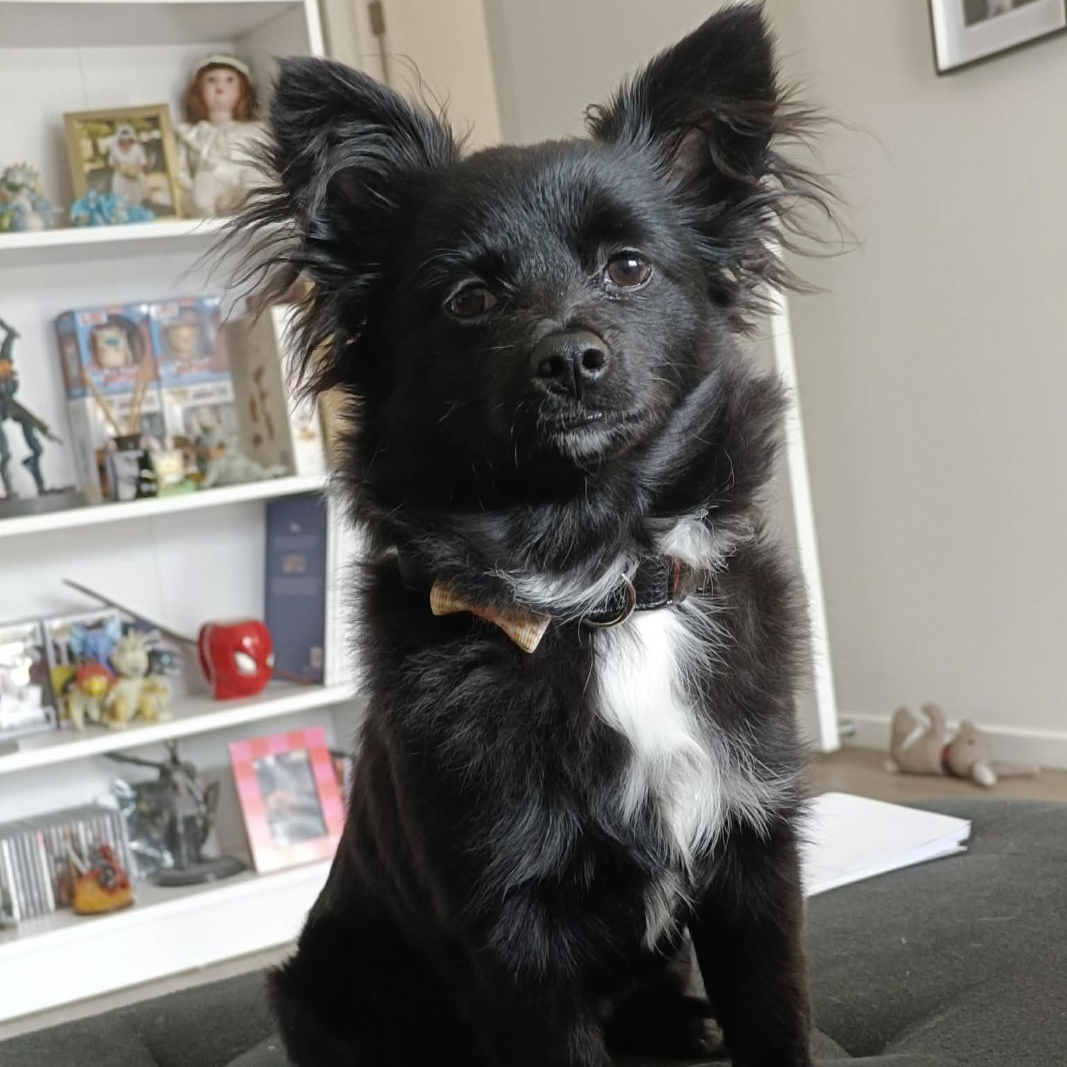 Loki