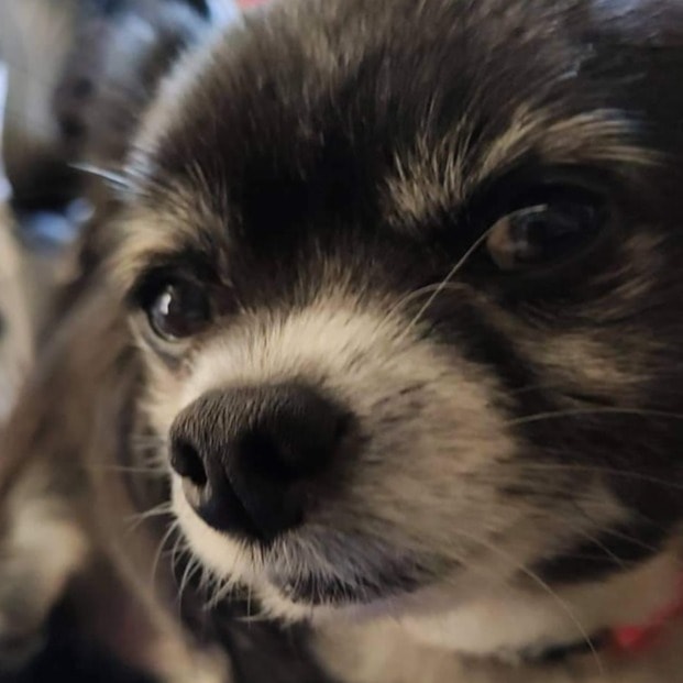 Max