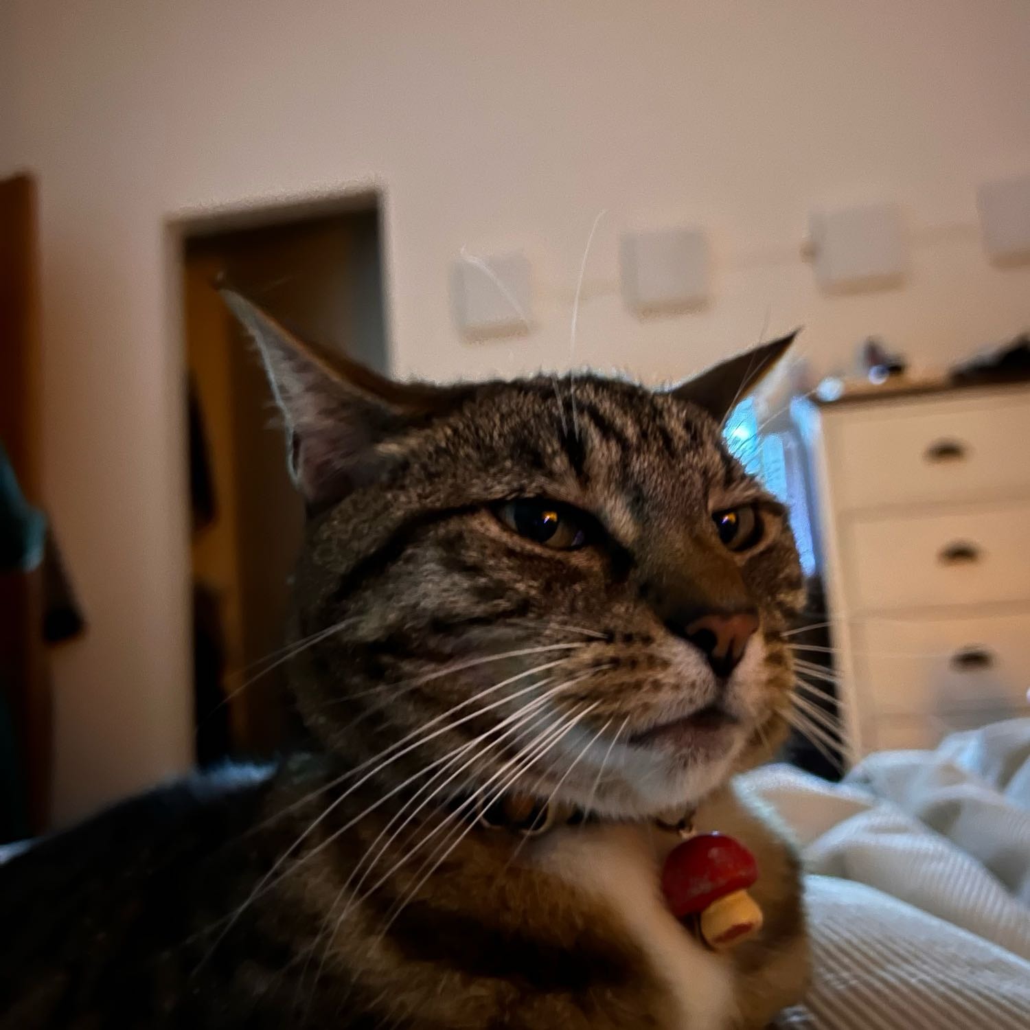 Mittens 