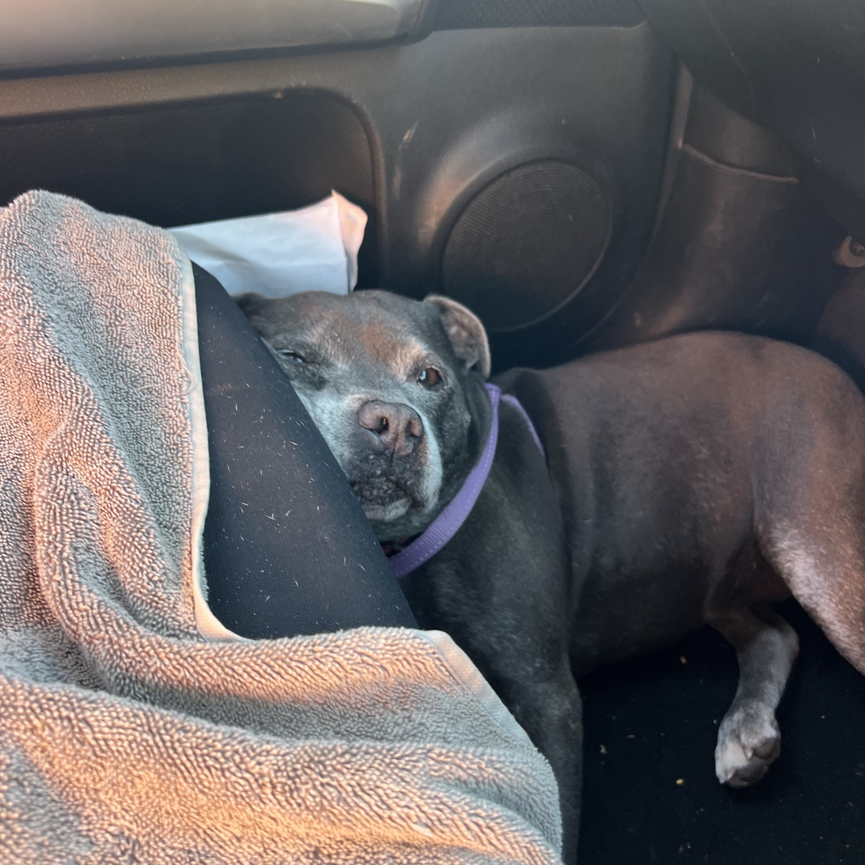 Pippa