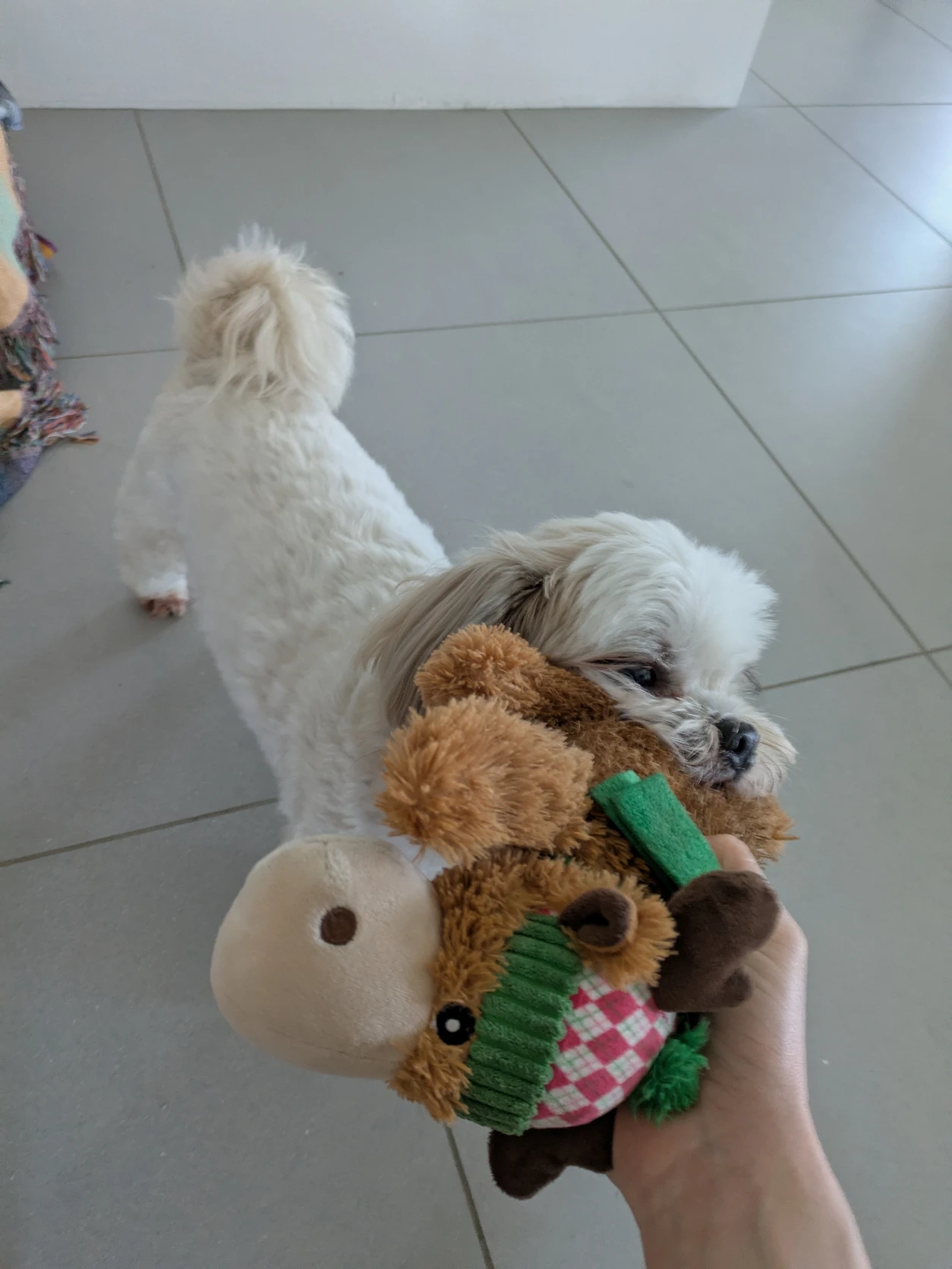 image-7