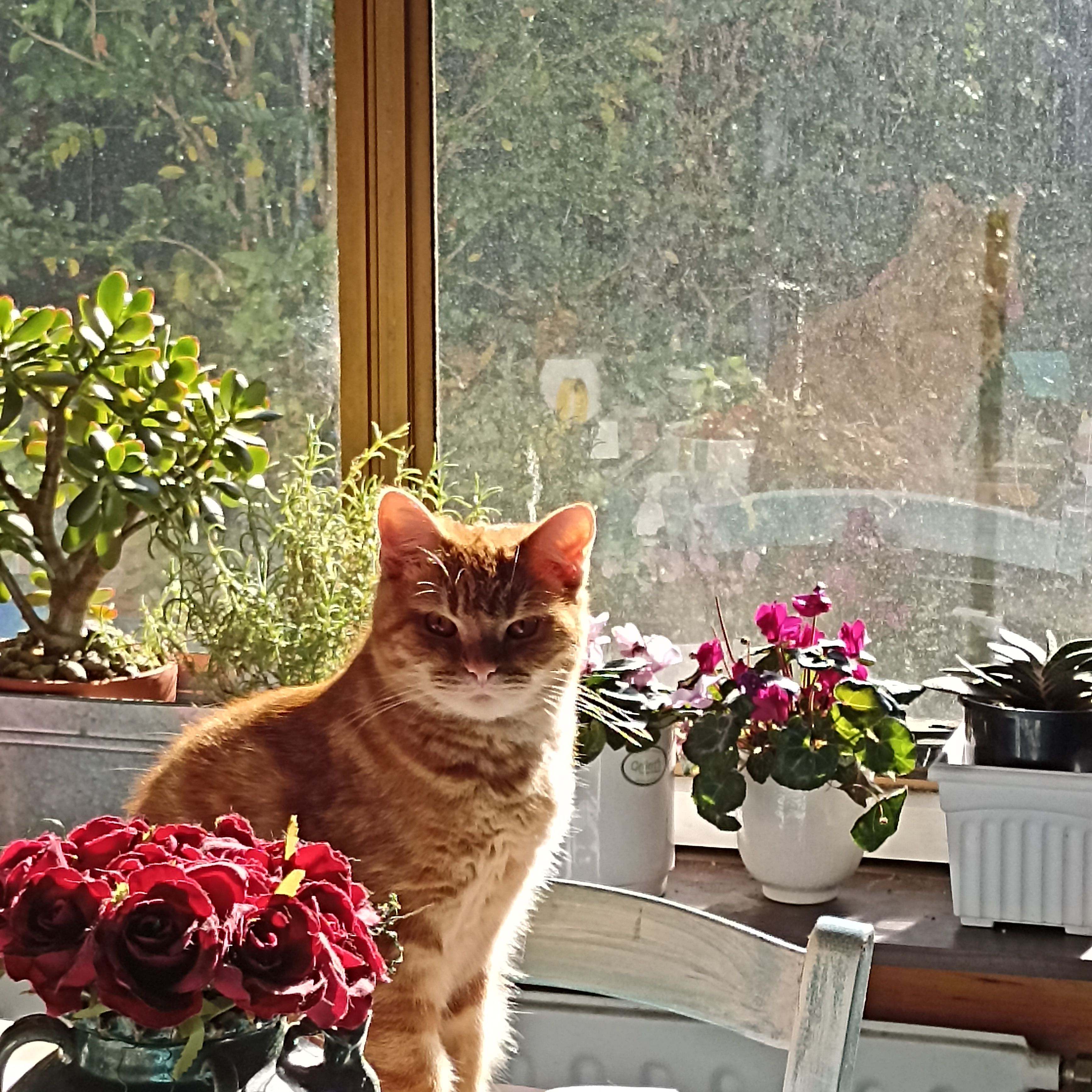 Aslan
