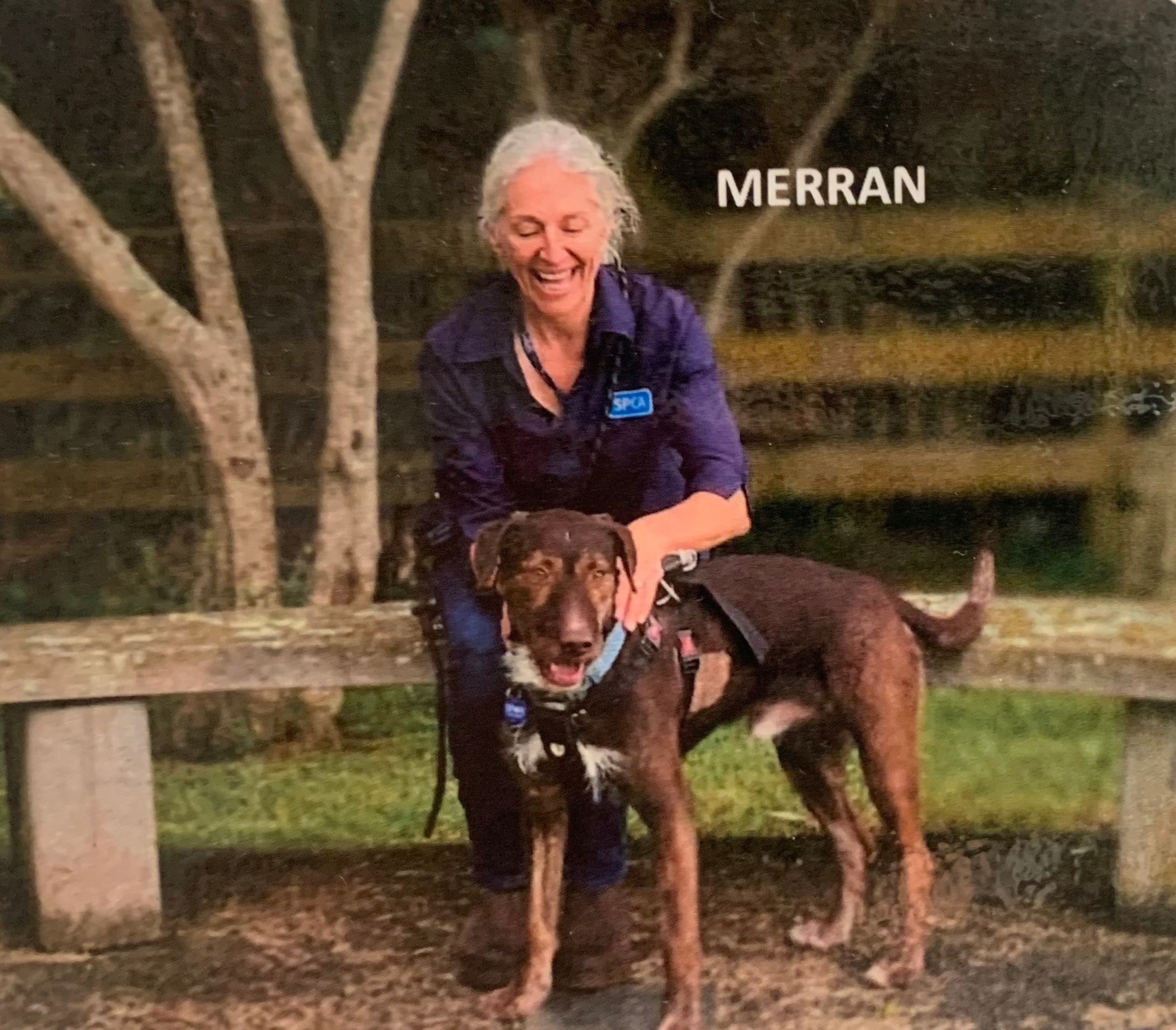 Merran Pet sitter in Auckland