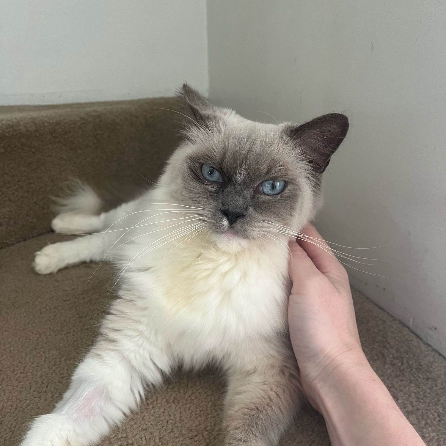 Elsa