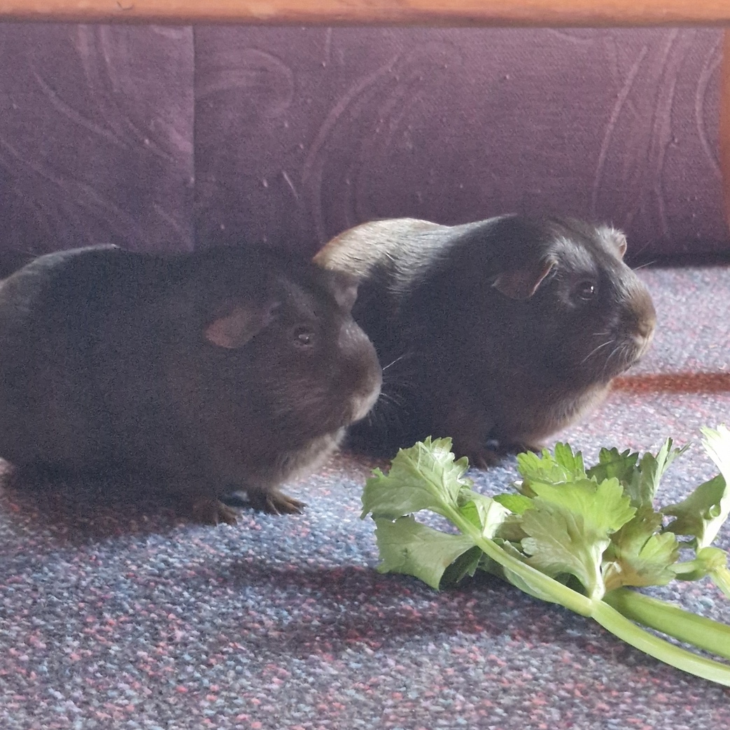 Mocha & Truffle