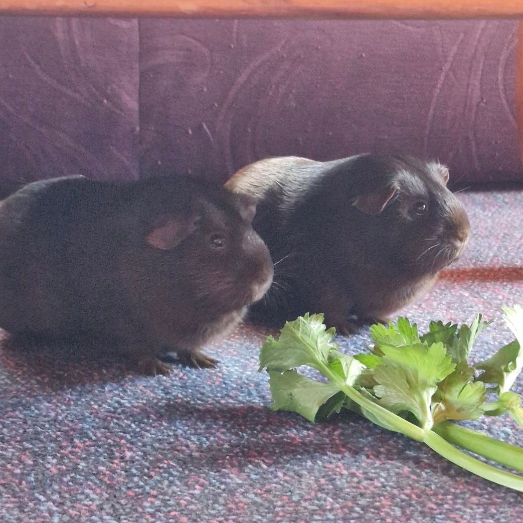 Mocha & Truffle