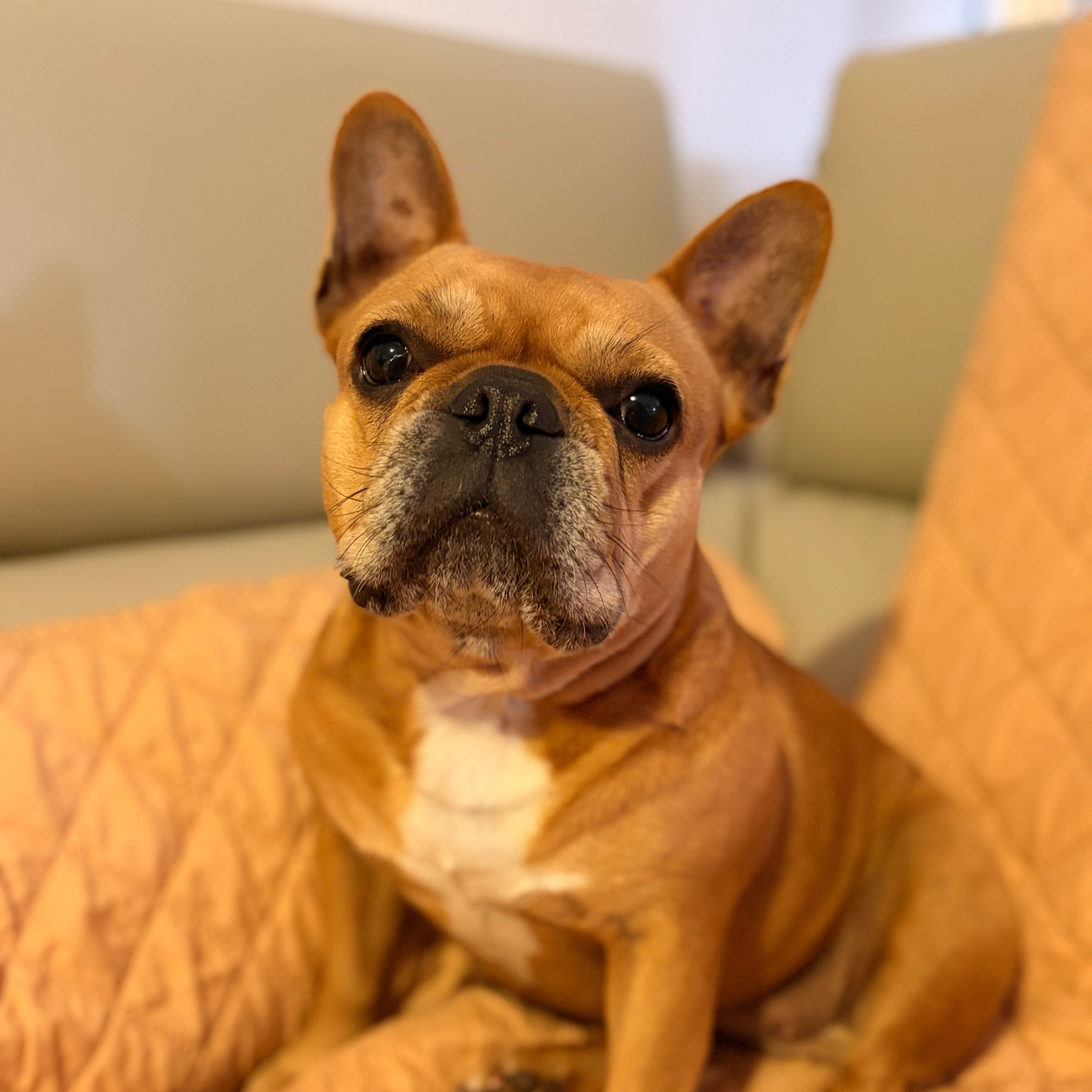 Stella