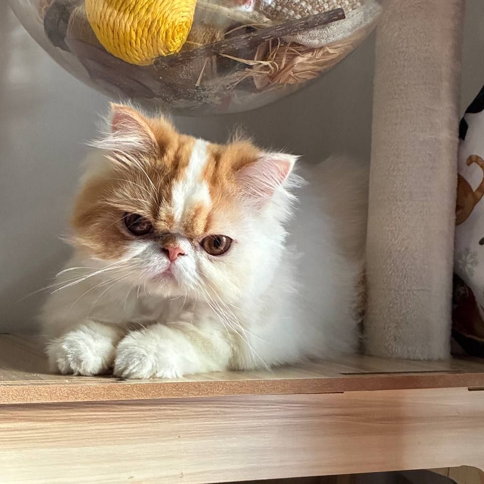 Kiko