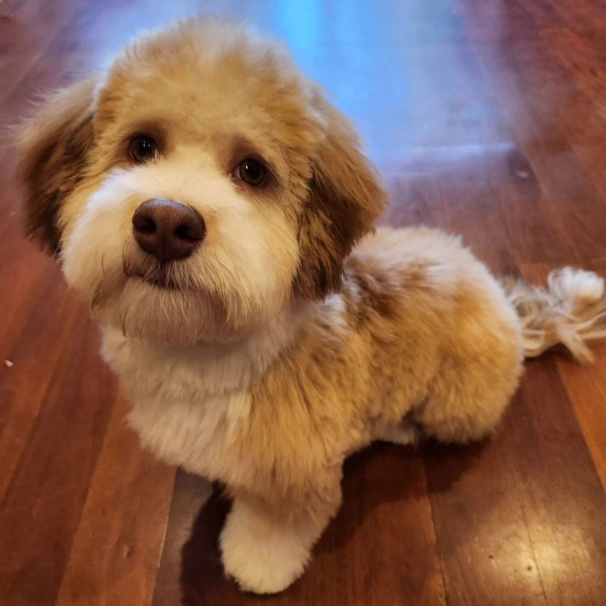 Humphrey