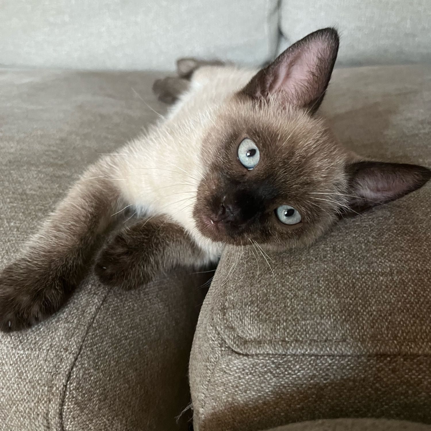 Brownie
