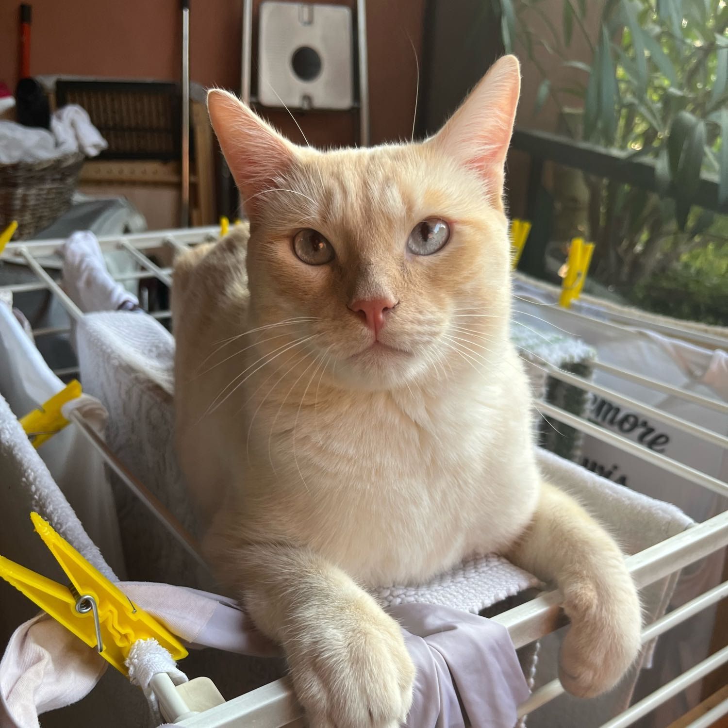 Milo