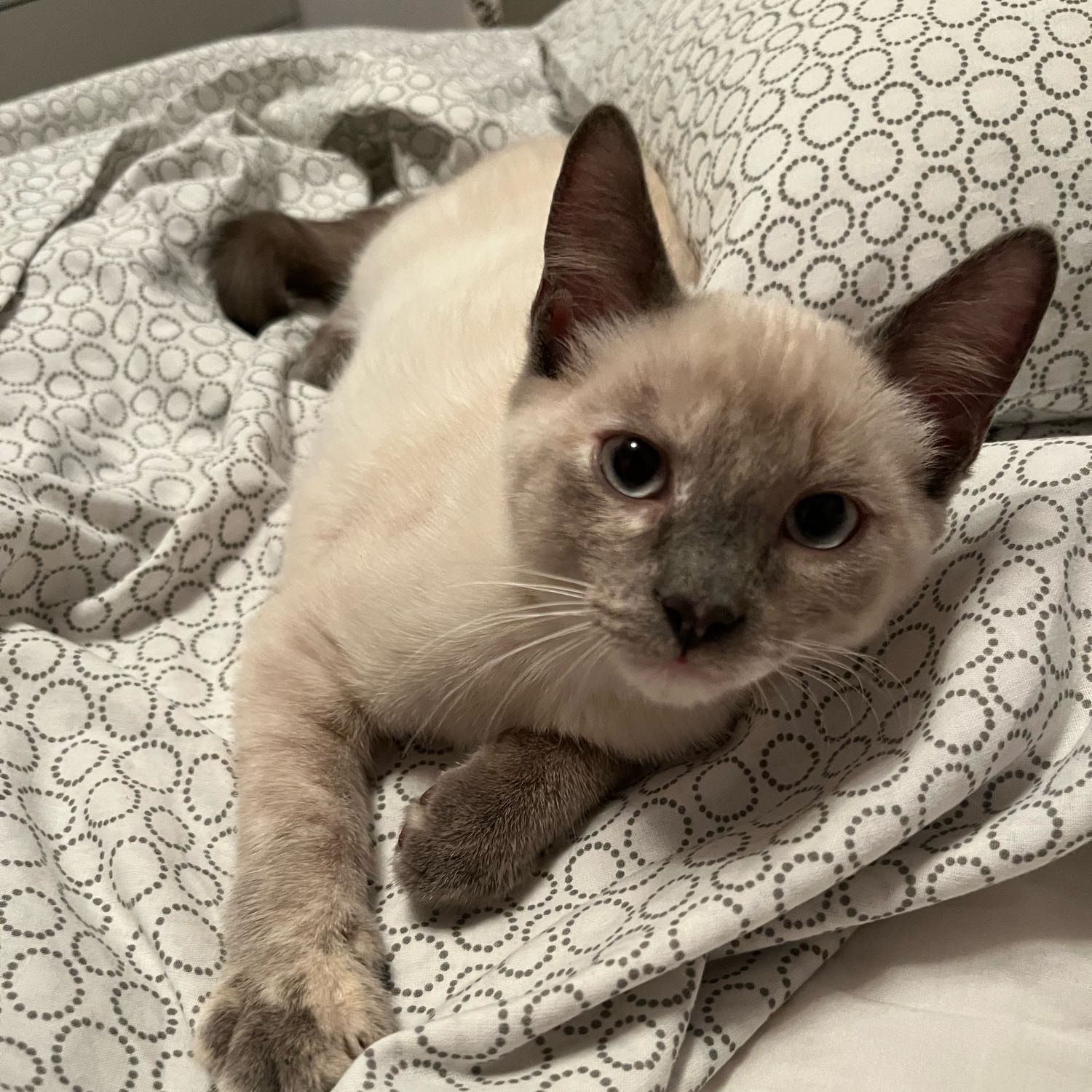 Mia