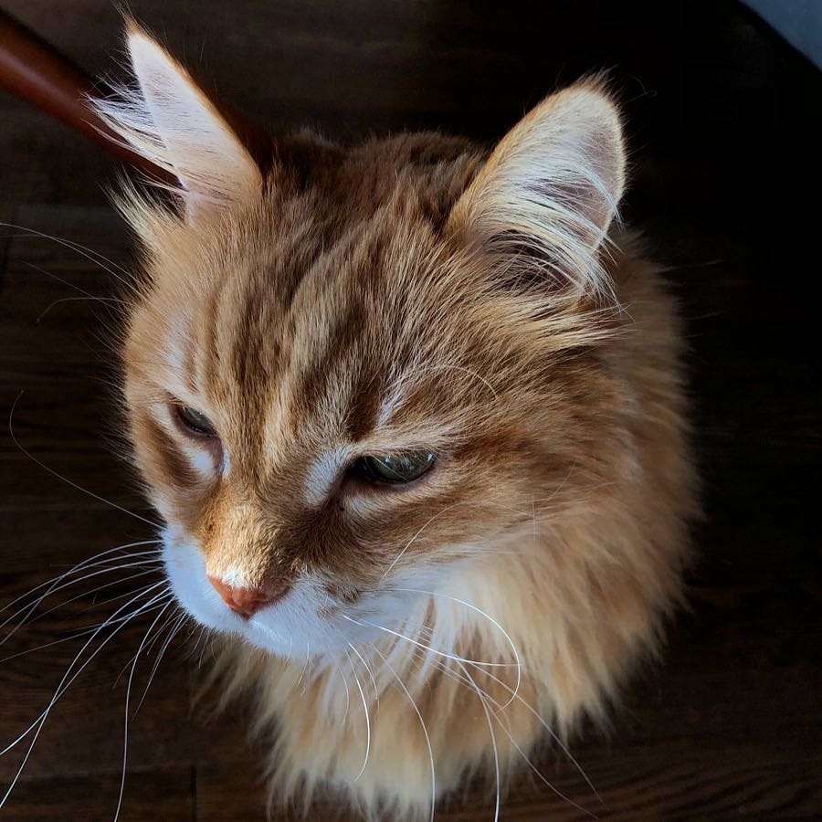 Leo