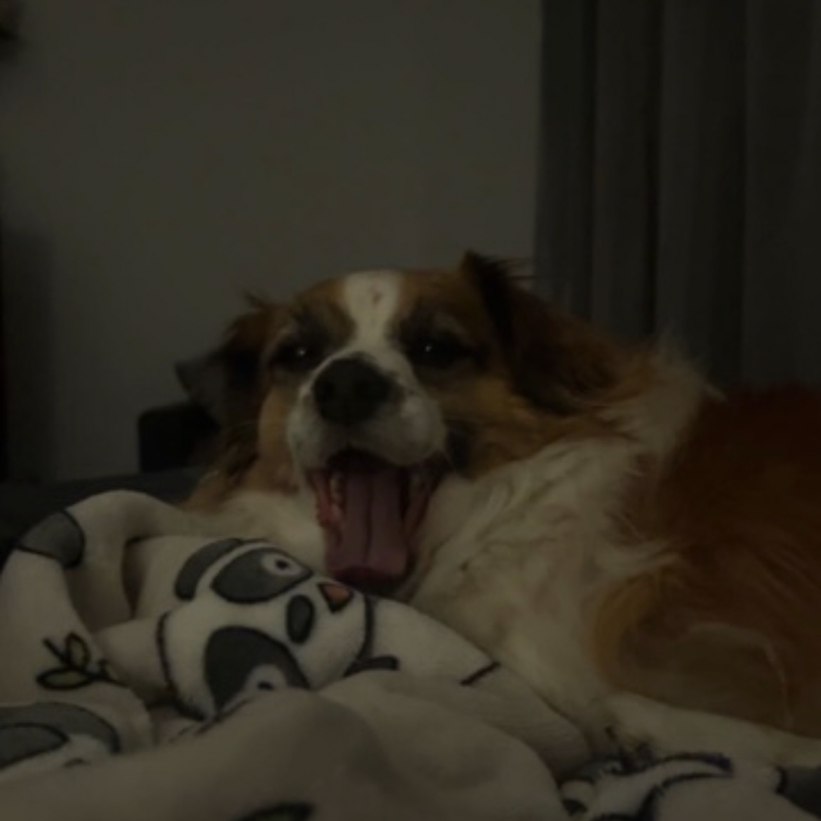 charlie