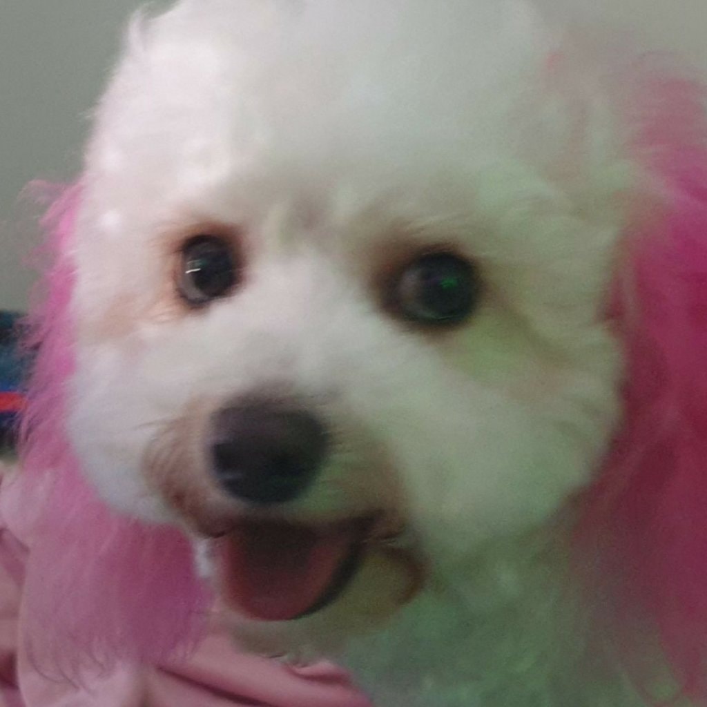 Kismet GG