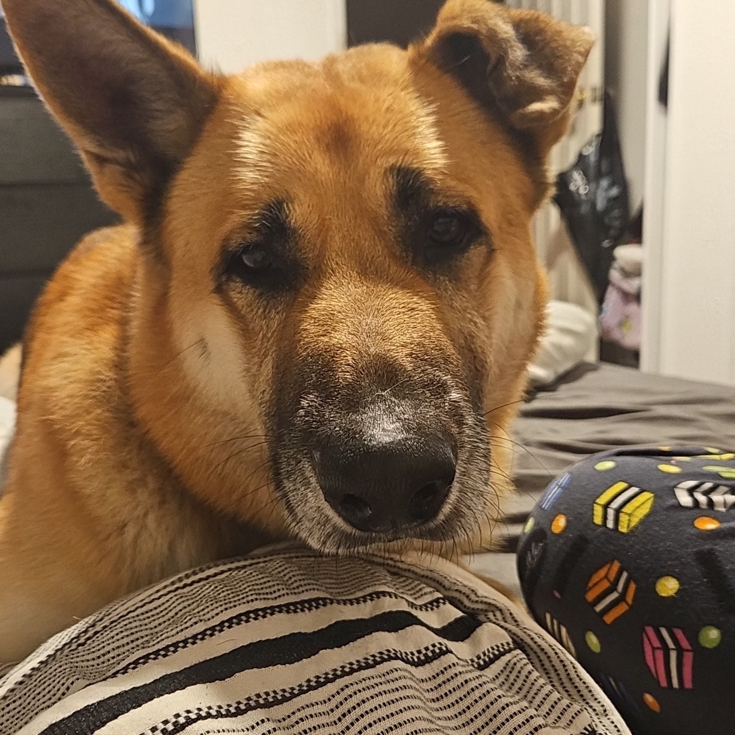 Banjo