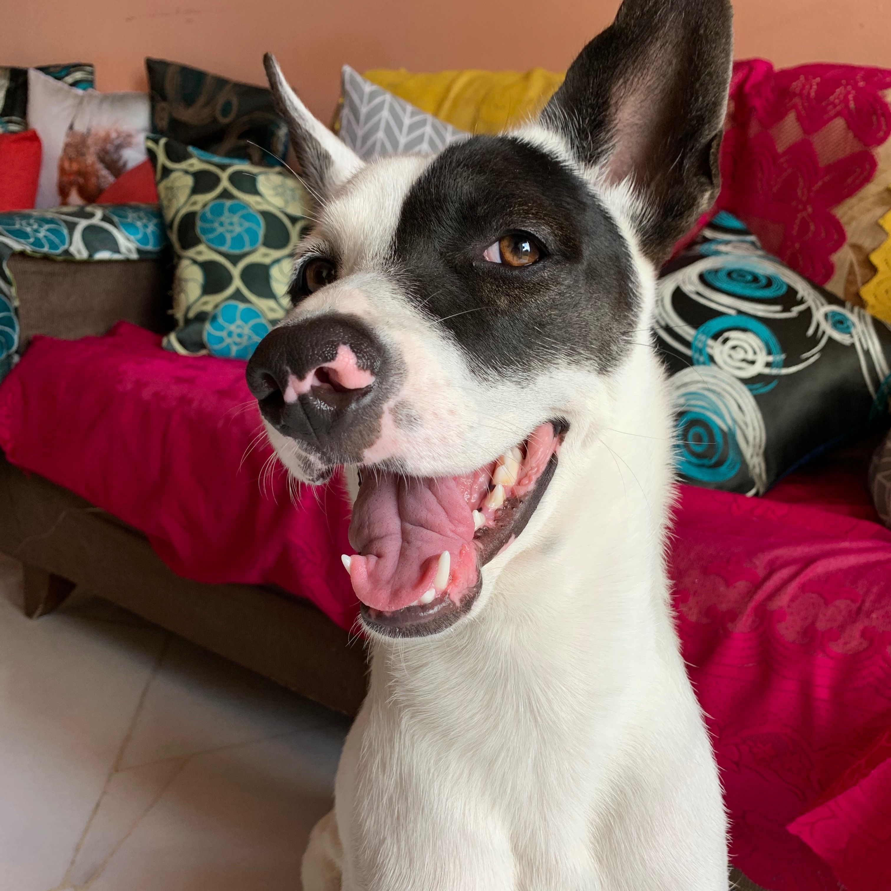 Roscoe