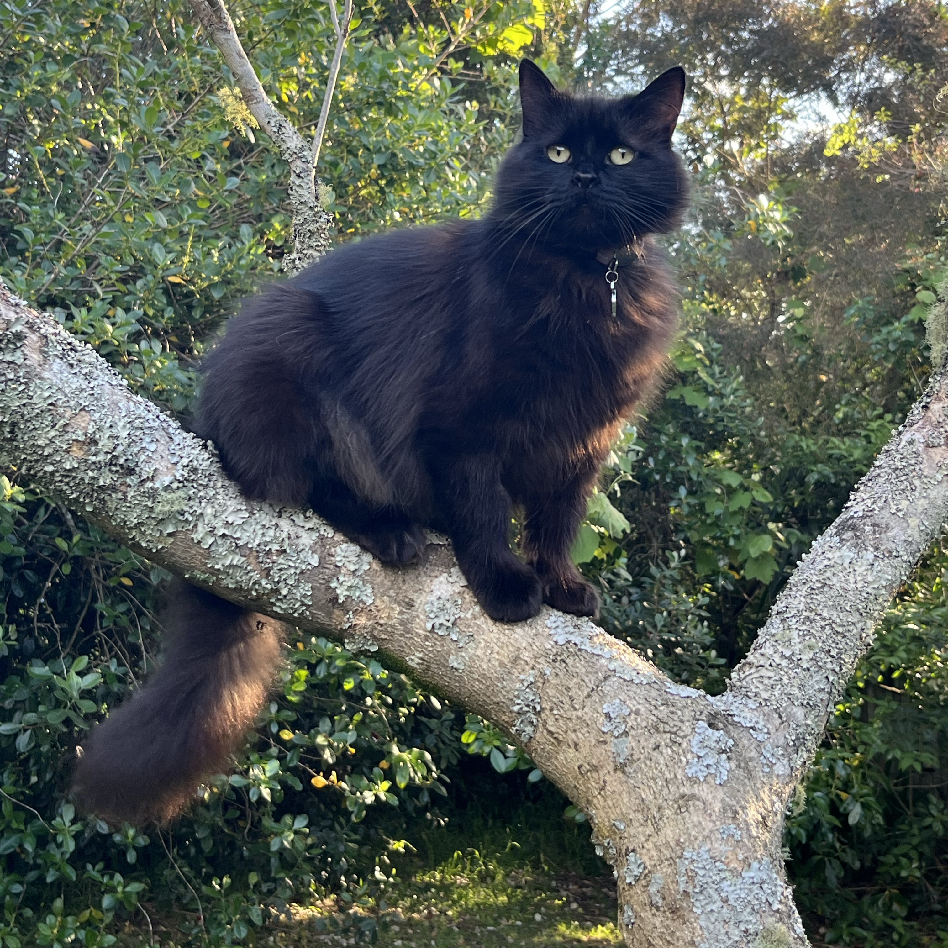 Meeya