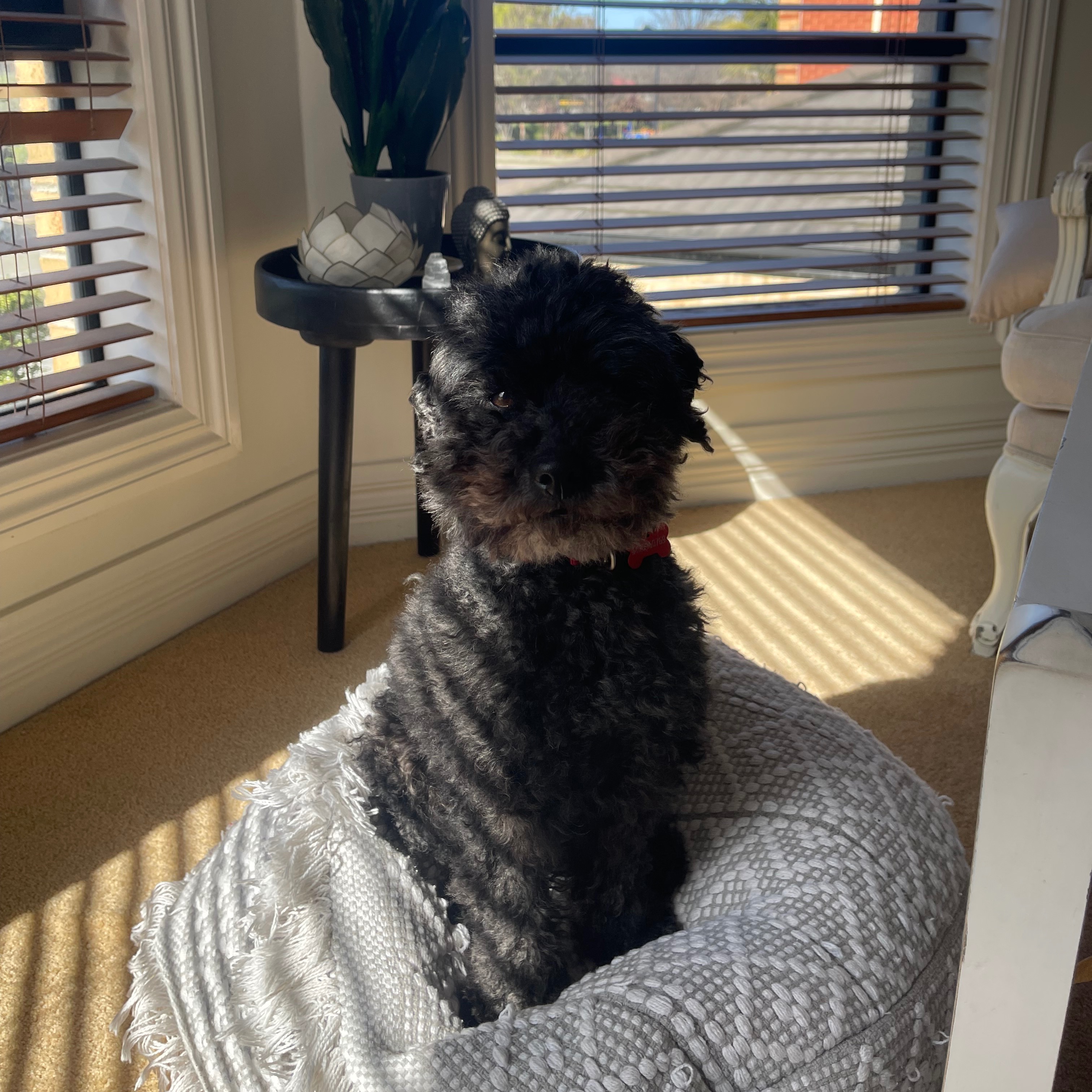 Arlo
