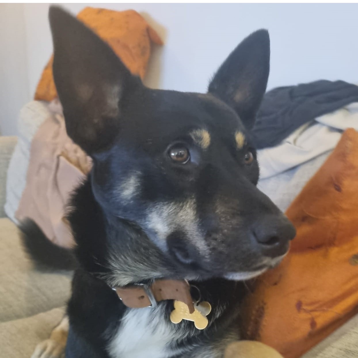 Benji