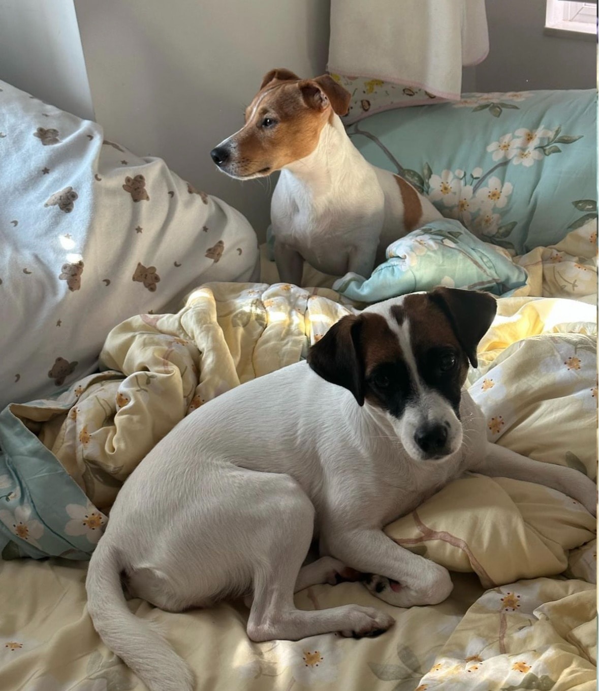 image-6