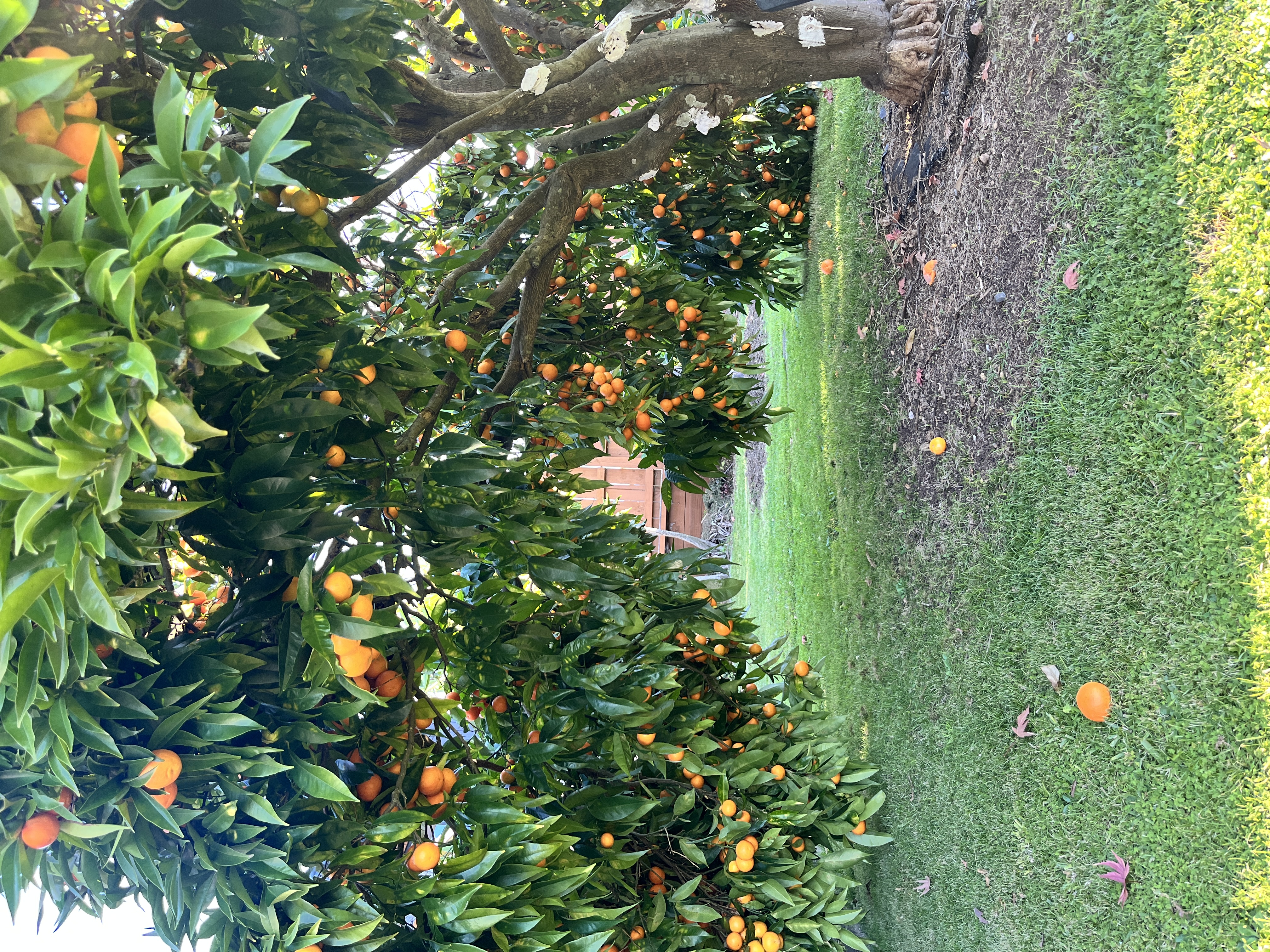 image-18