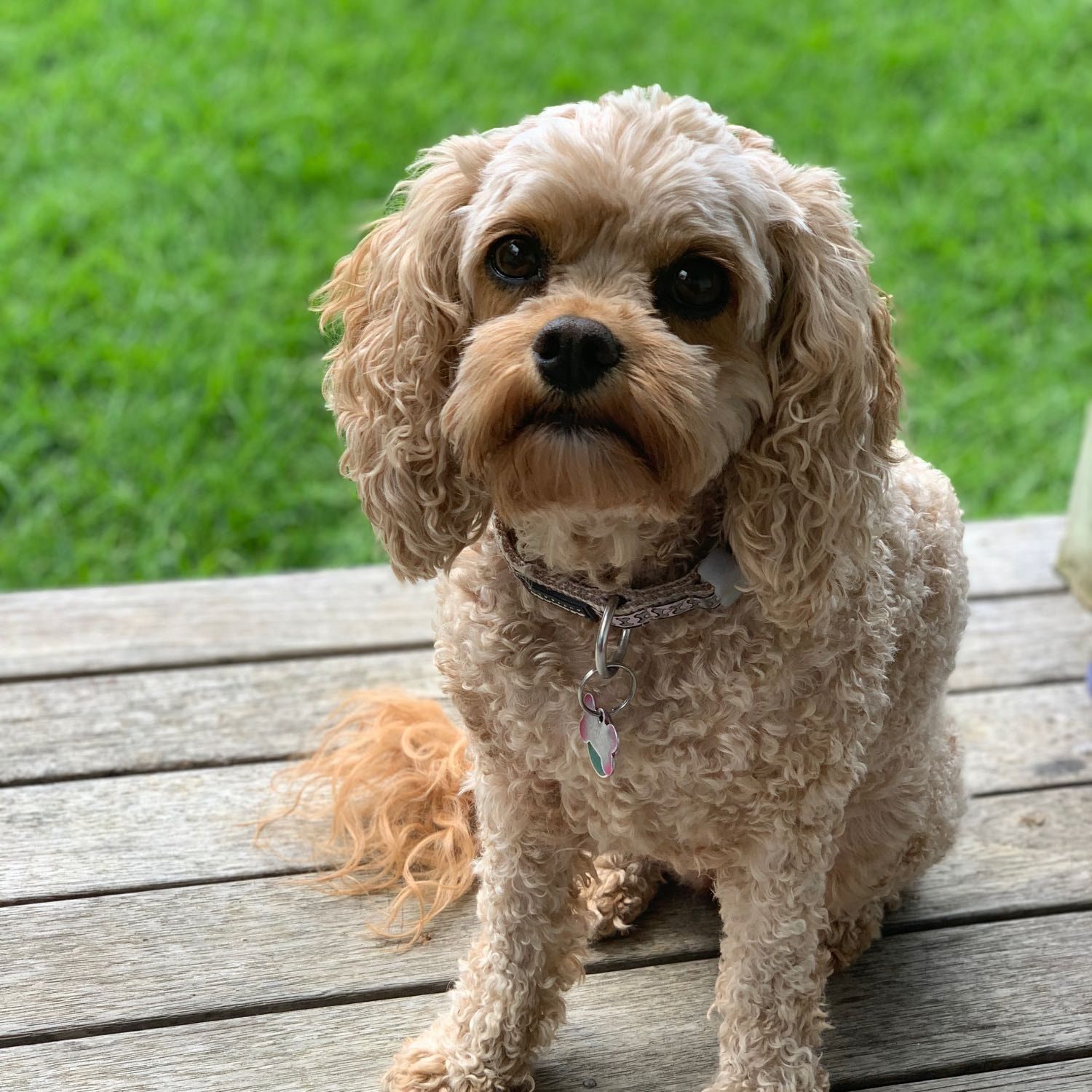 Daisy