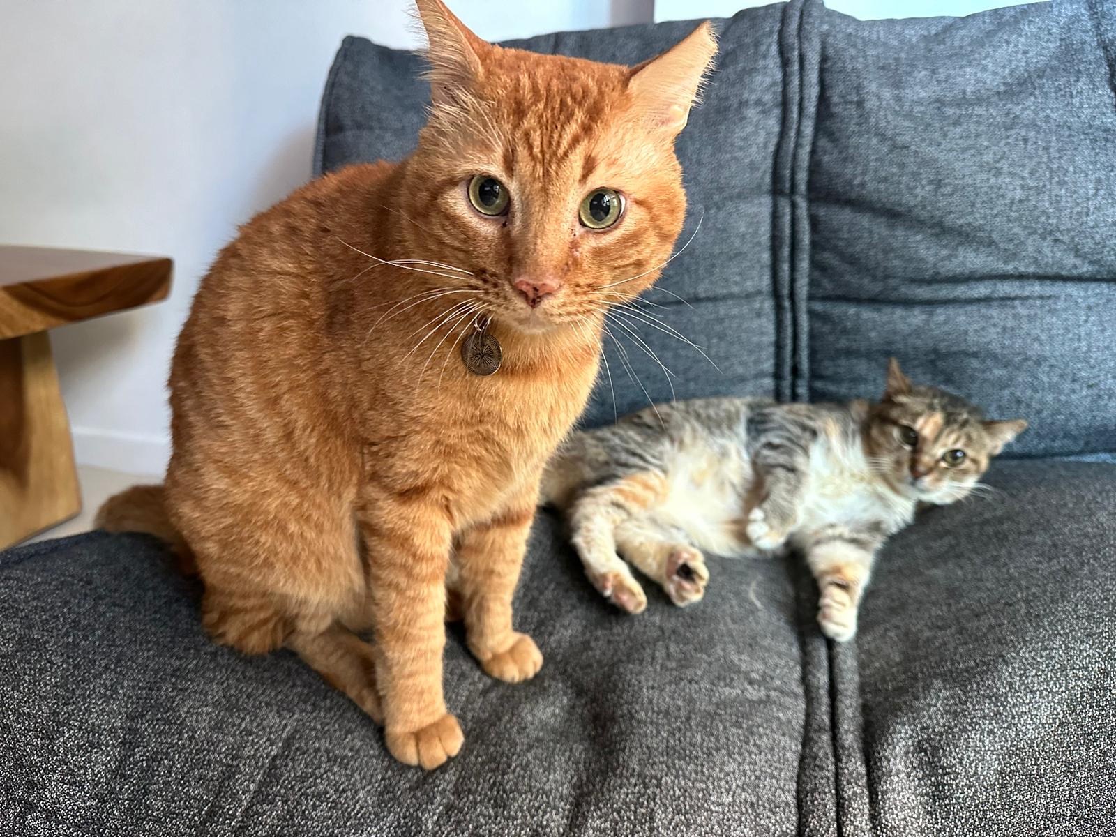 image-4