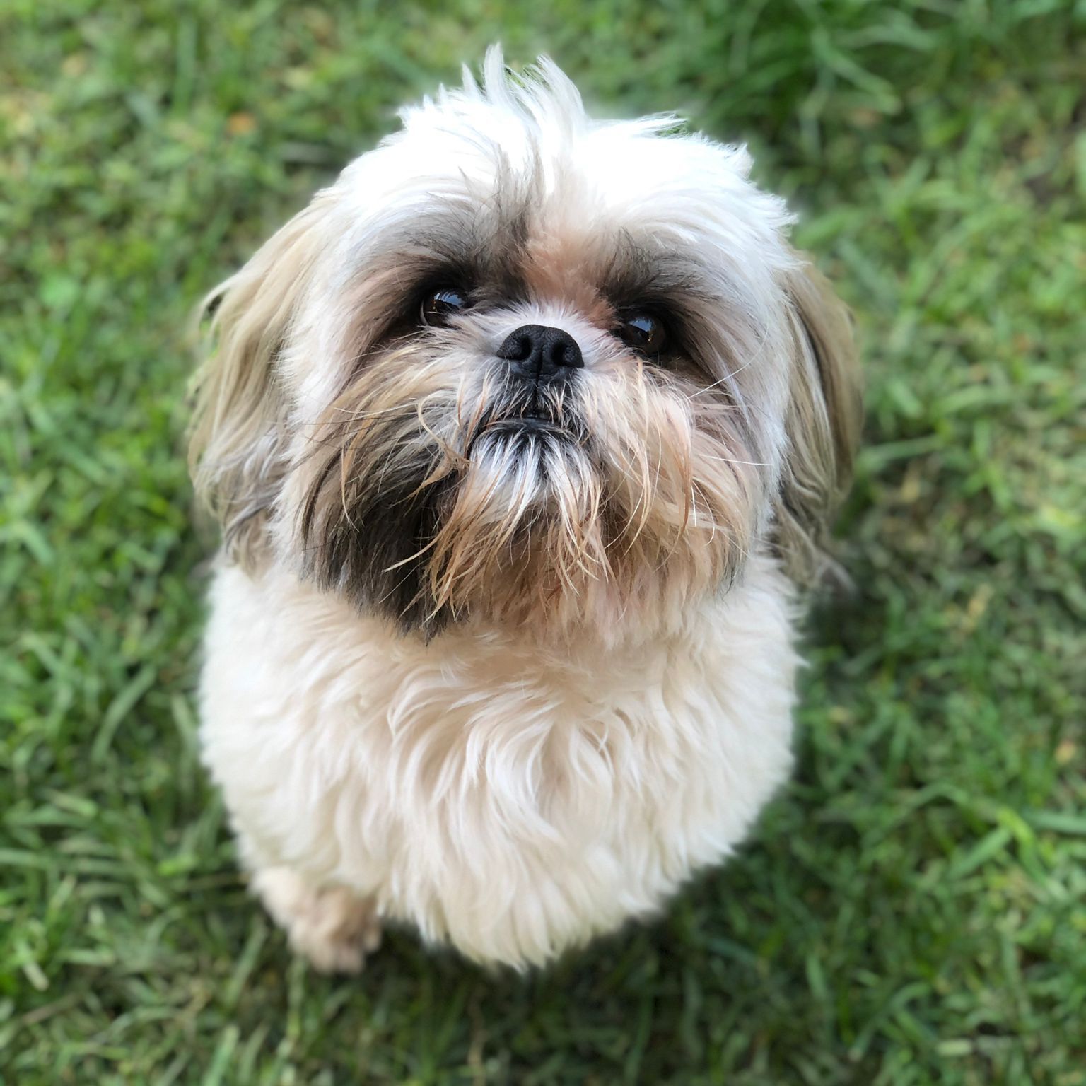 Milou