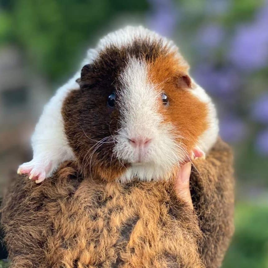 Chestnut