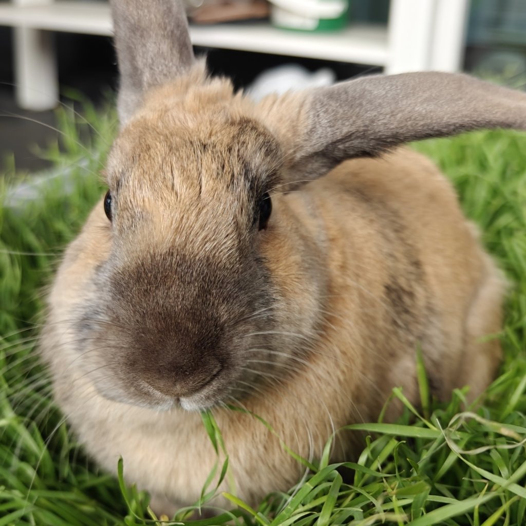 Bun