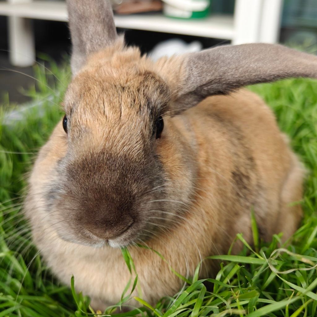 Bun