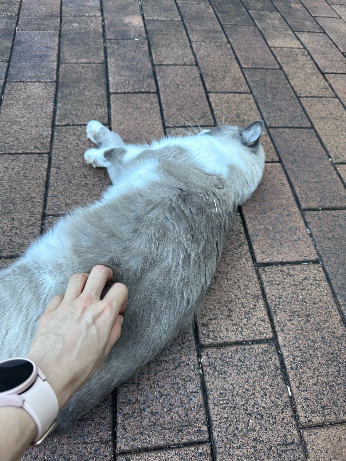image-7