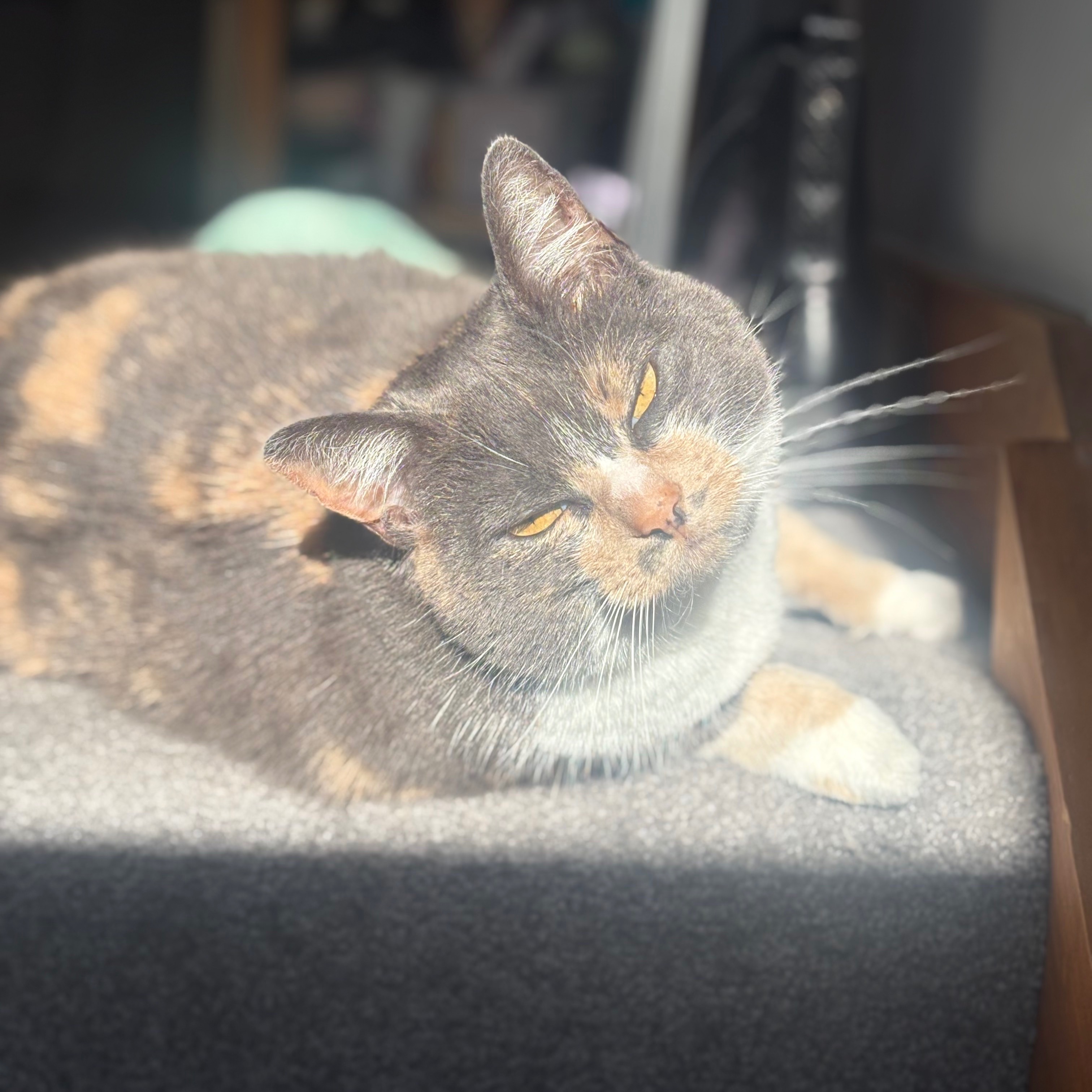 Pebbles