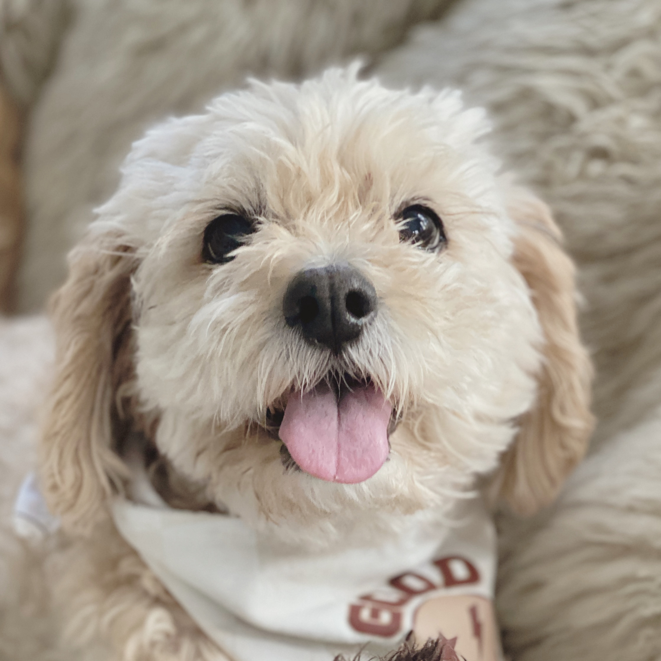 Penny