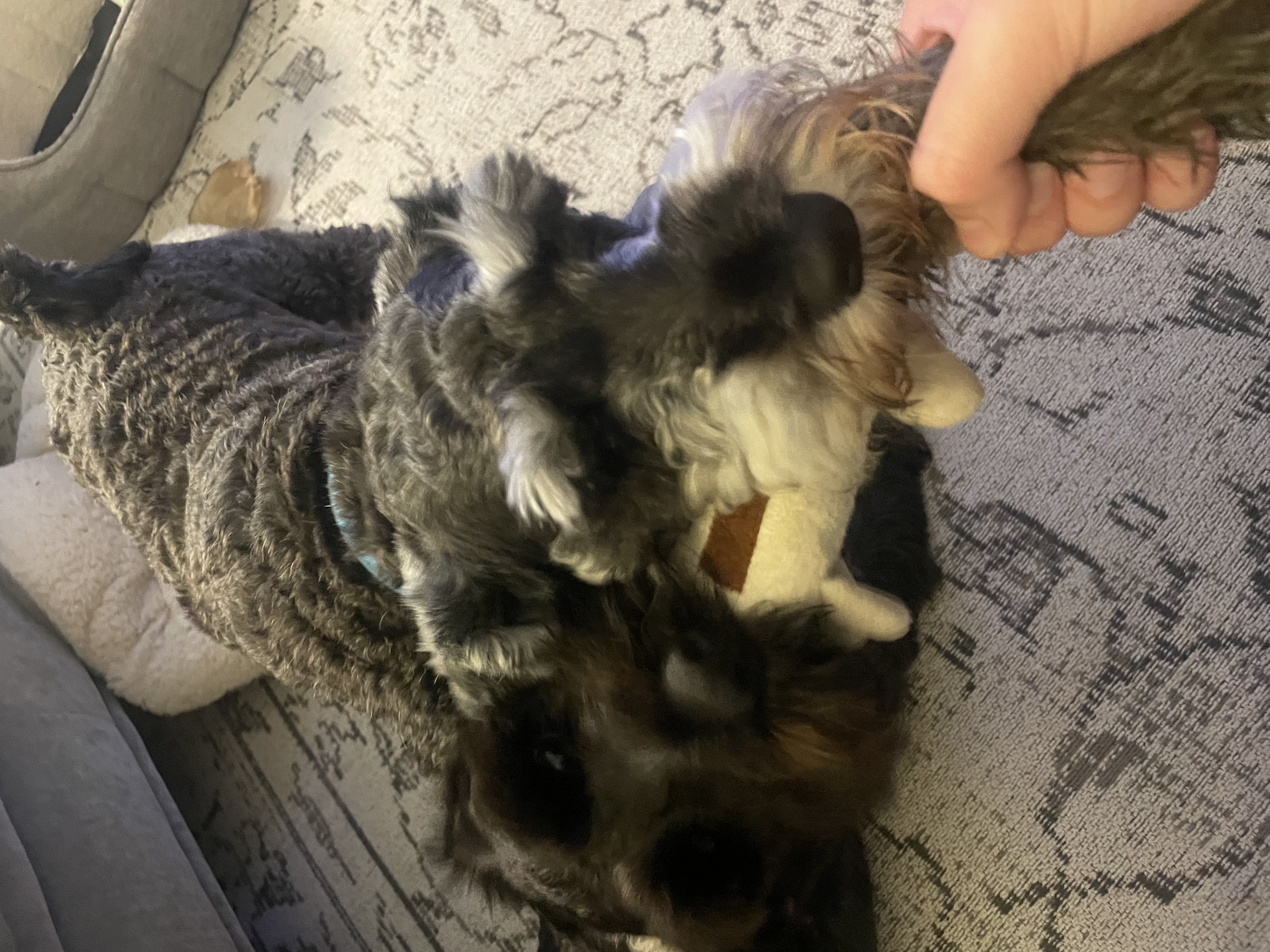 image-6