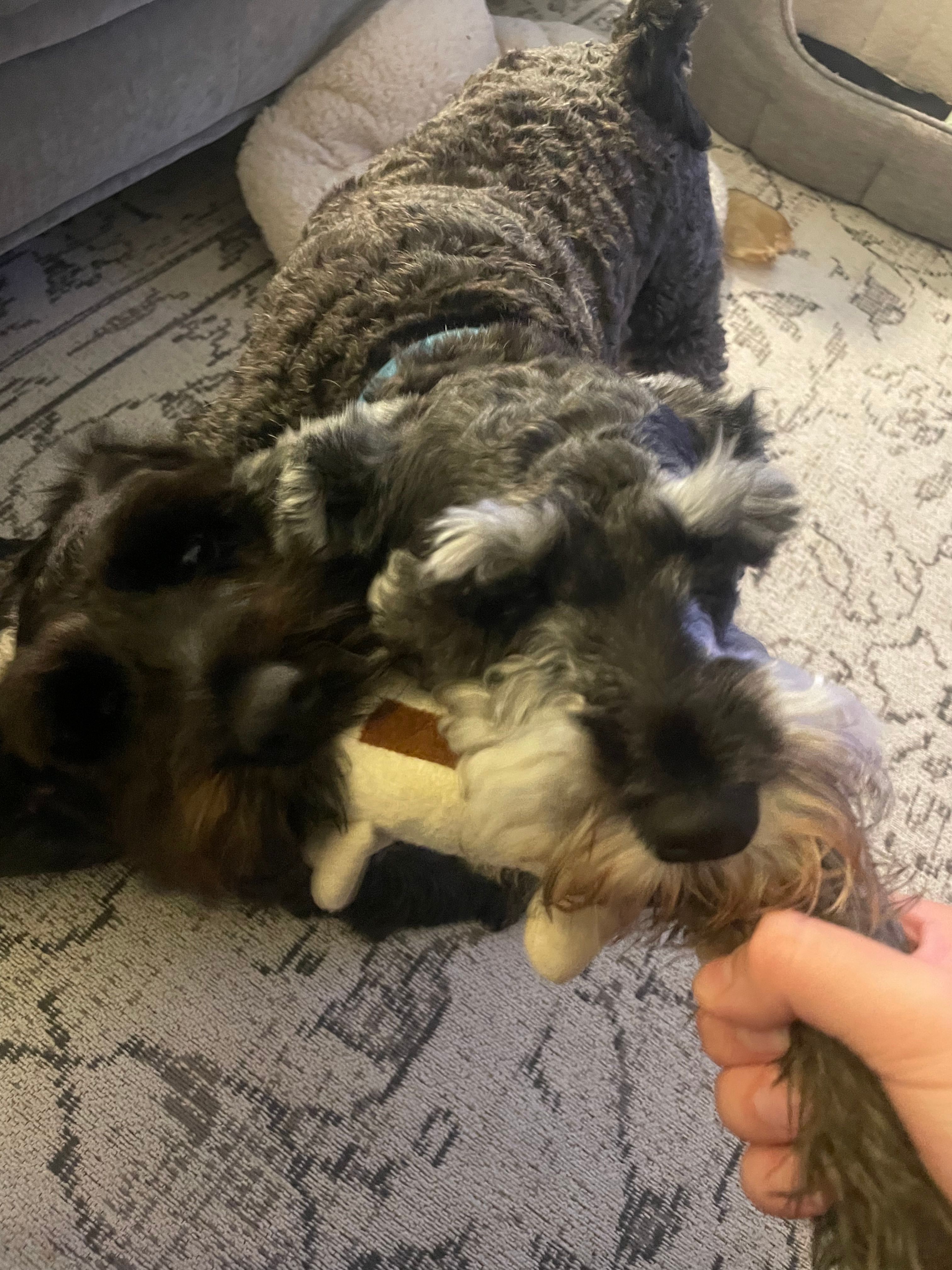 image-6