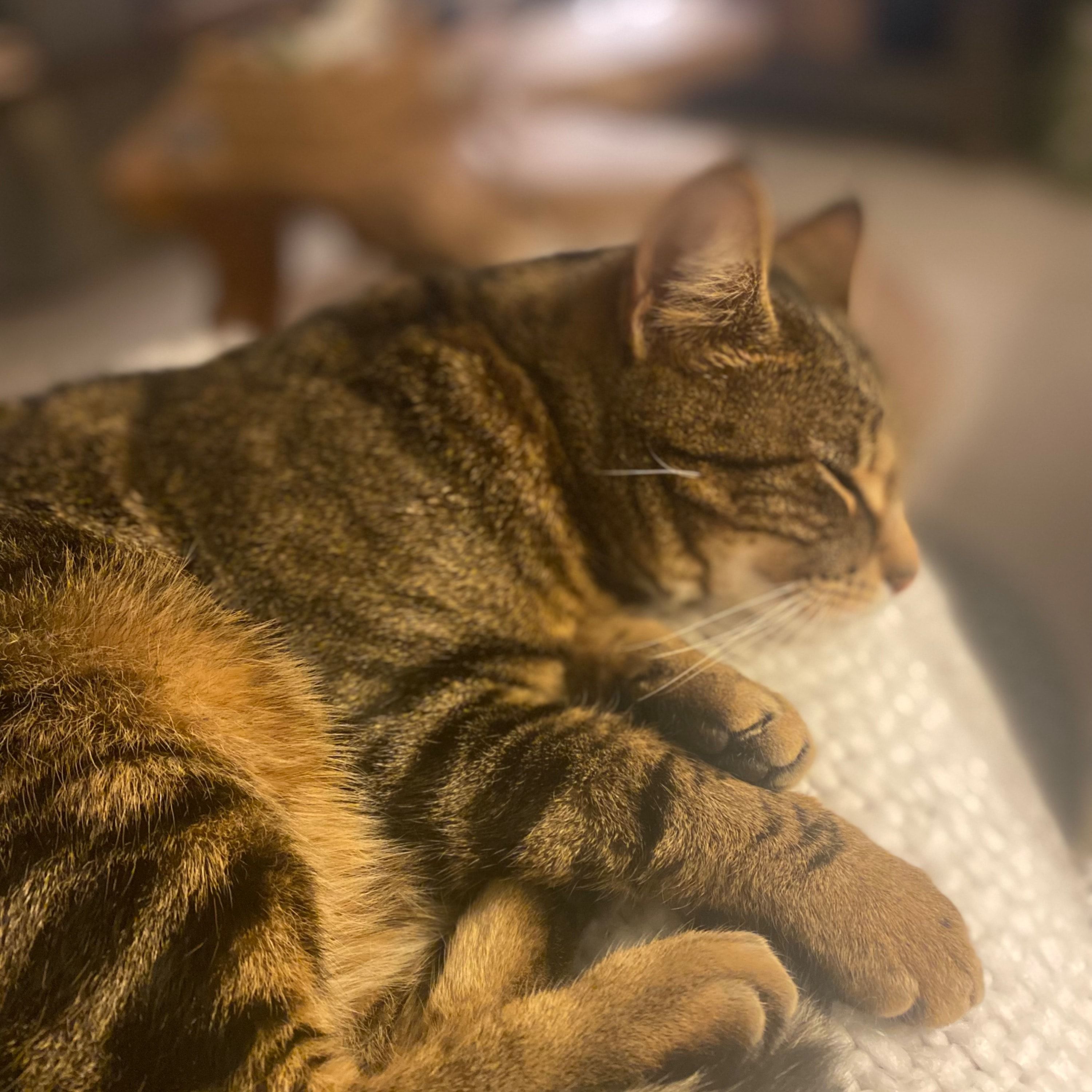 Luca