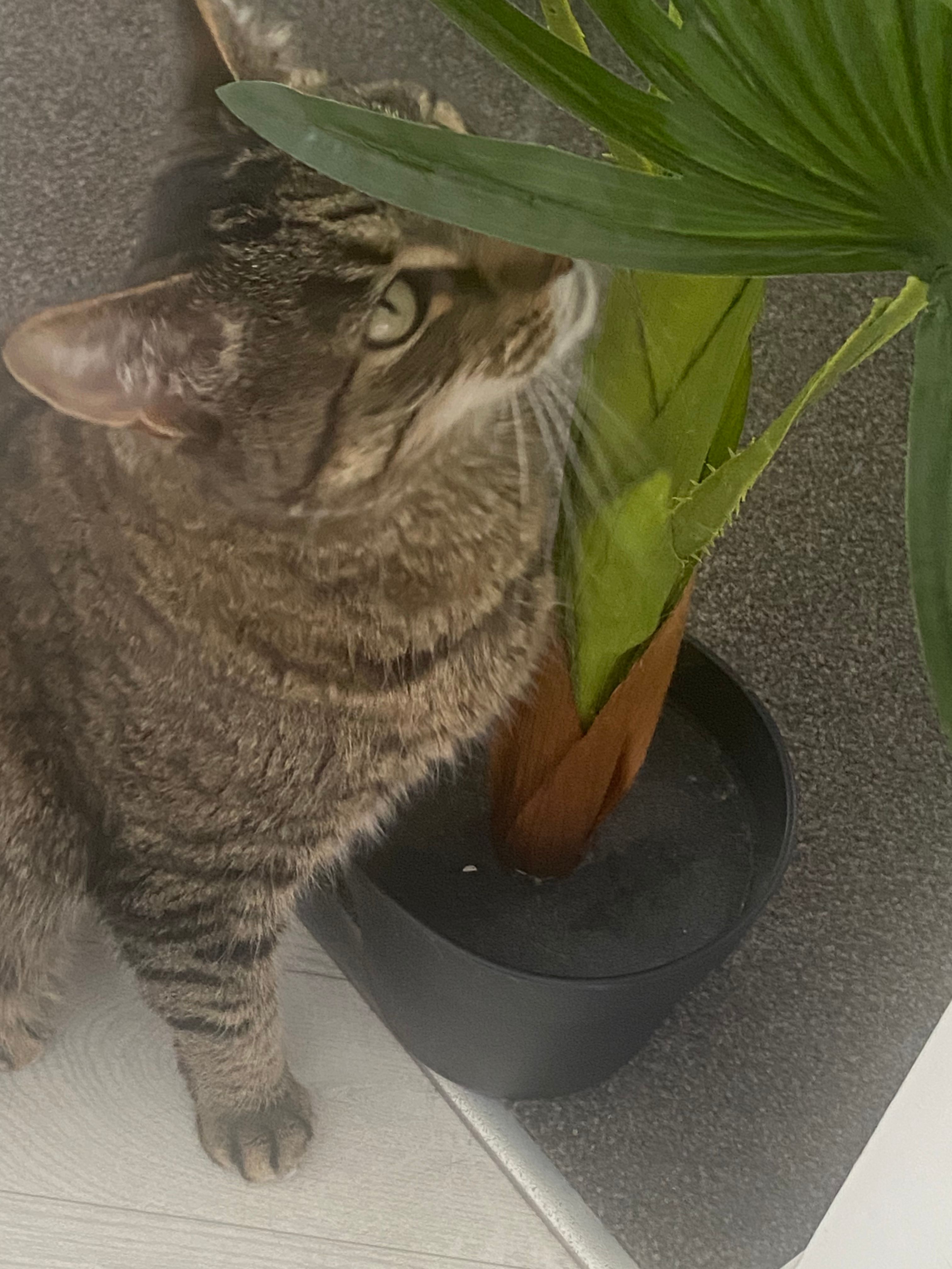 image-13