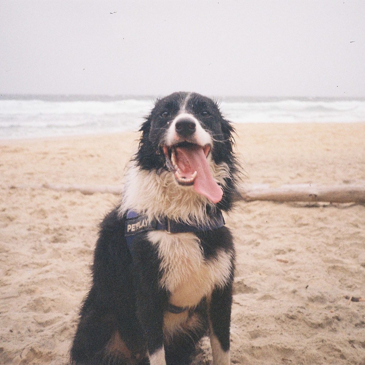 Marley