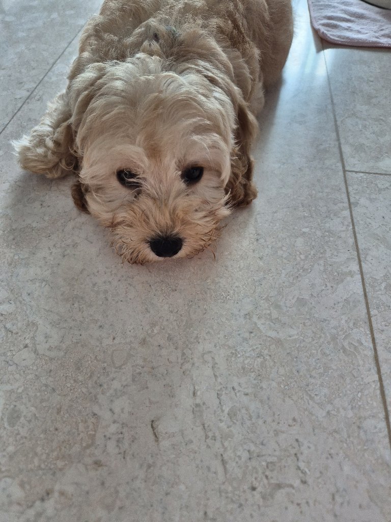 Abigail