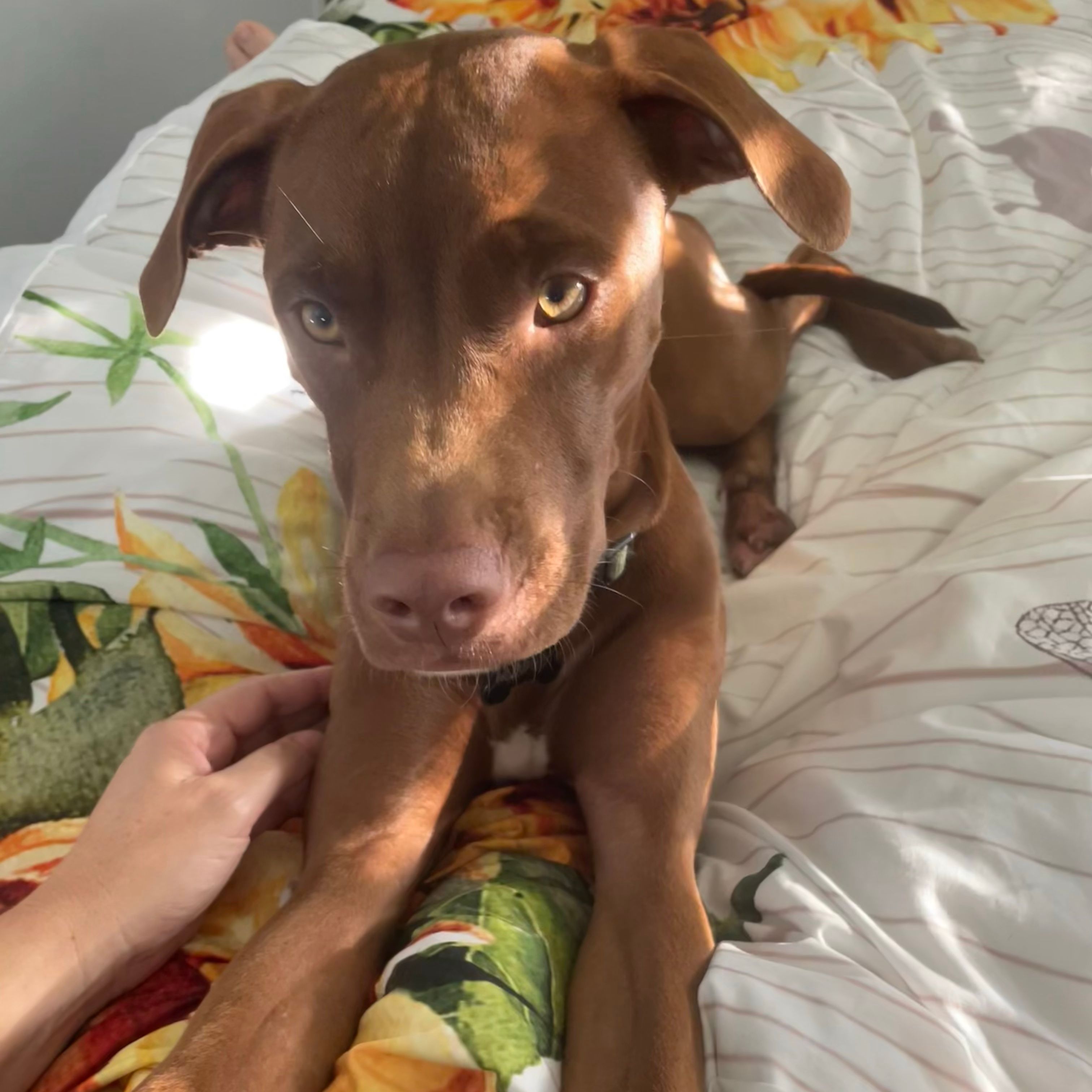 Murphy