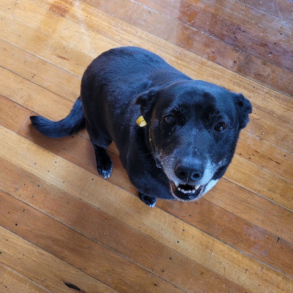 Sheila